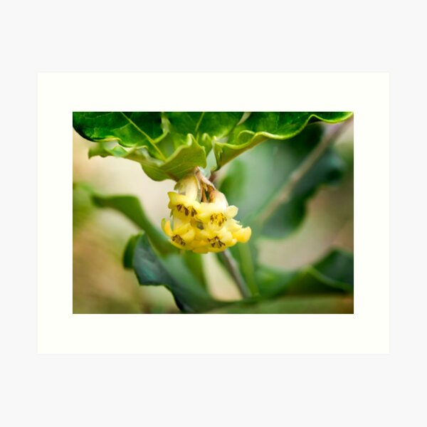 Item preview, Sweet Pittosporum designed and sold by pcbermagui.
