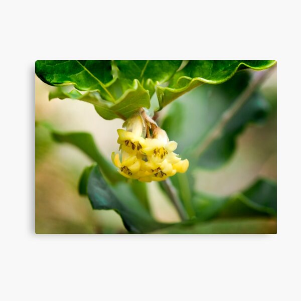 Item preview, Sweet Pittosporum designed and sold by pcbermagui.