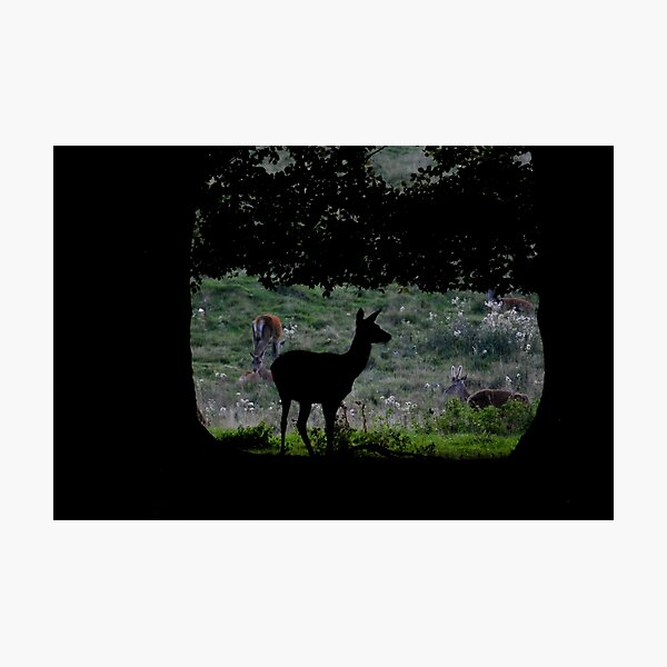 Item preview, Tatton Deer.....shadow designed and sold by DMHotchin.