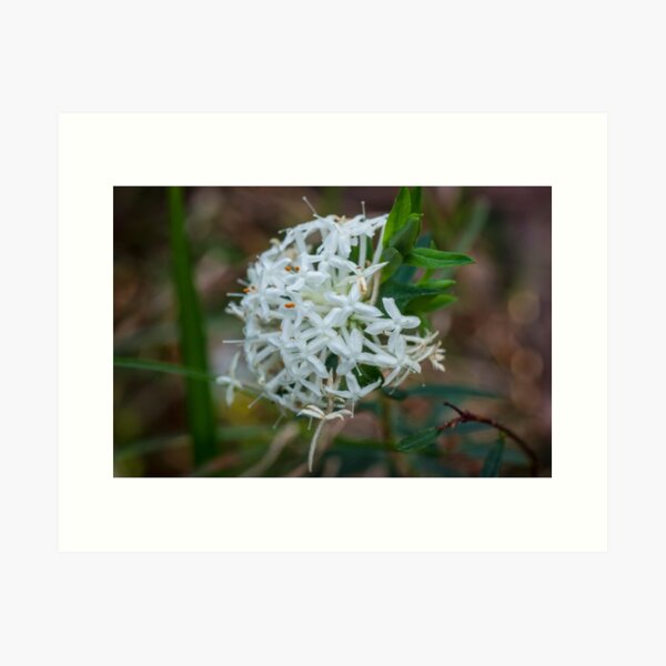 Item preview, Slender Rice Flower - 2 designed and sold by pcbermagui.