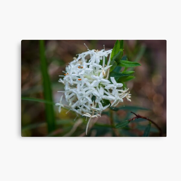 Item preview, Slender Rice Flower - 2 designed and sold by pcbermagui.
