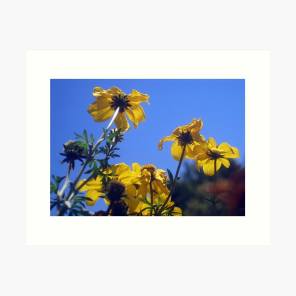 Summer Sky Flowers 3 Art Print