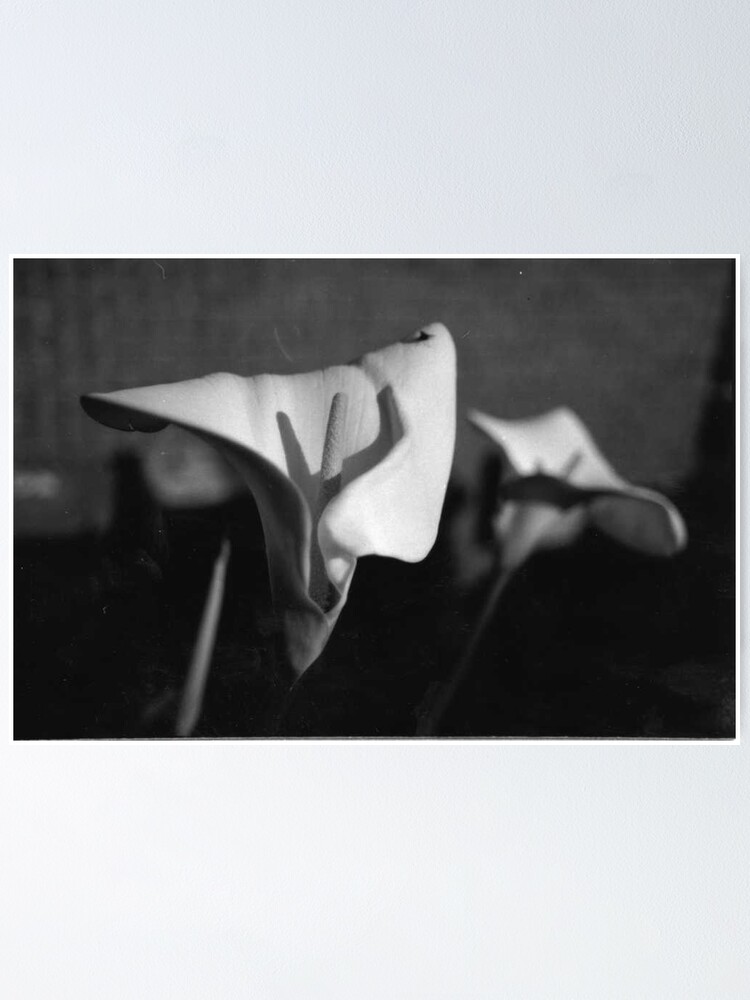 Thumbnail 1 of 3, Poster, My Flower Photo designed and sold by ein22.