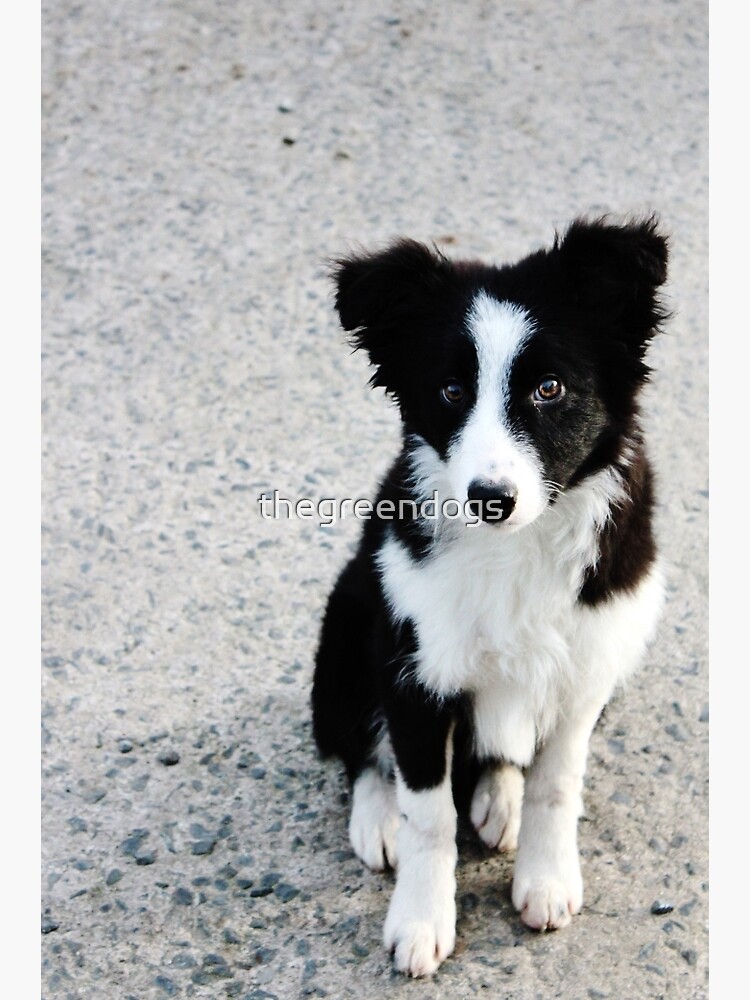 border collie teddy