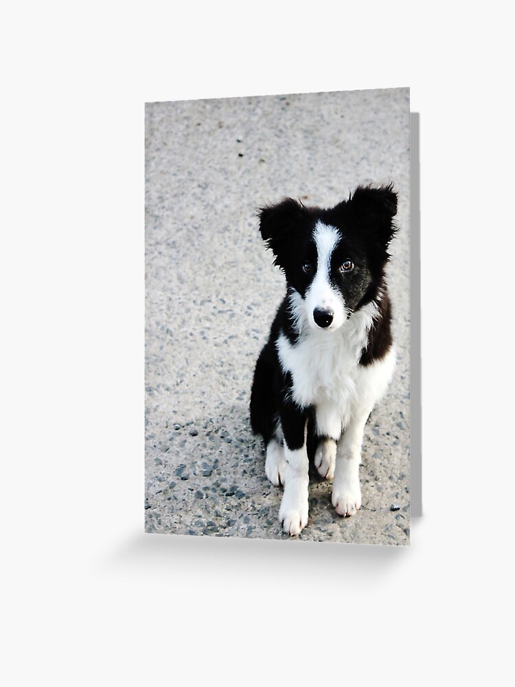 border collie teddy