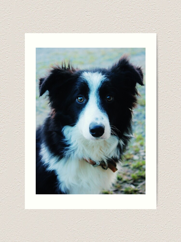 border collie teddy