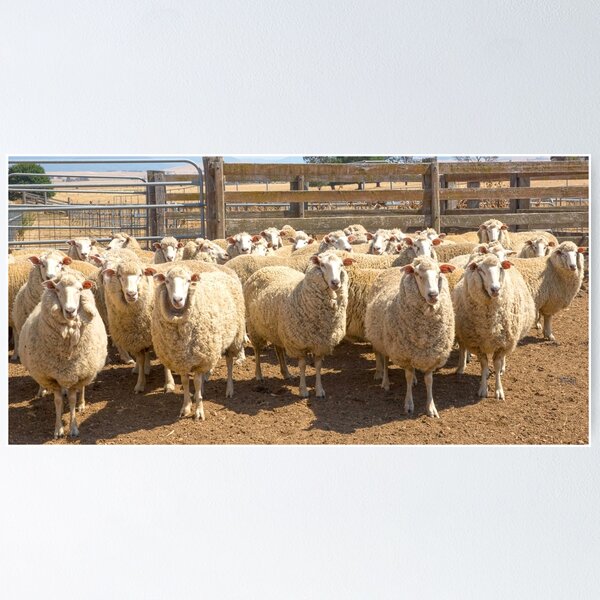 Item preview, High Country Sheep At Omeo.......Off To The Shearing Shed.... designed and sold by mitpjenkeating.