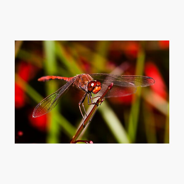 Item preview, The Dragonfly designed and sold by Derek Byrne.