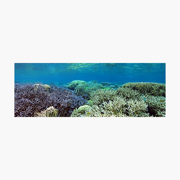 Heart of the Coral Triangle Photographic Print
