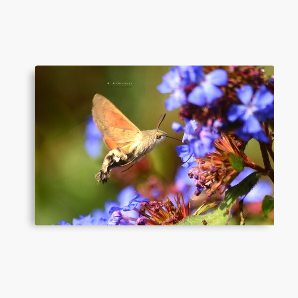 " Humming-Bird Hawk-Moth " Canvas Print