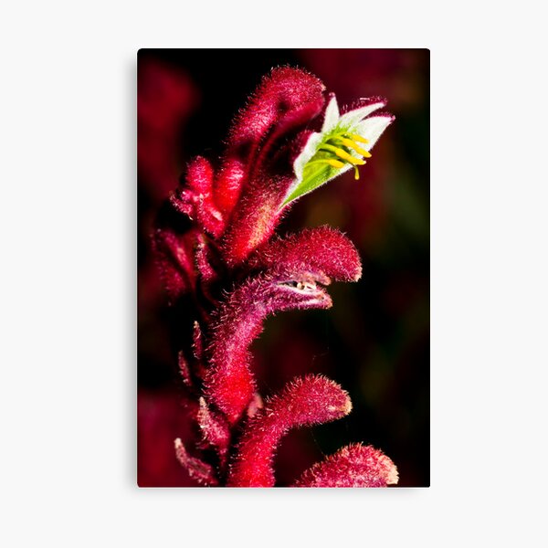 Item preview, Kangaroo Paw designed and sold by Derek Byrne.