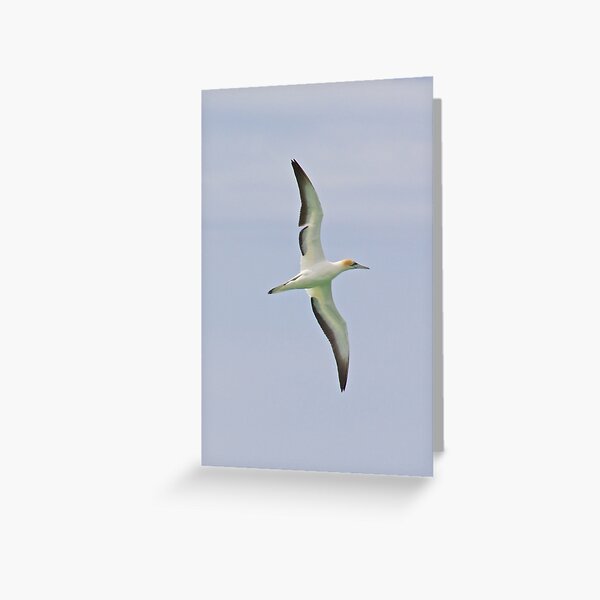 Item preview, MARINE BIRD ~ Australian Gannet aBzftMR2 by David Irwin designed and sold by tasmanianartist.
