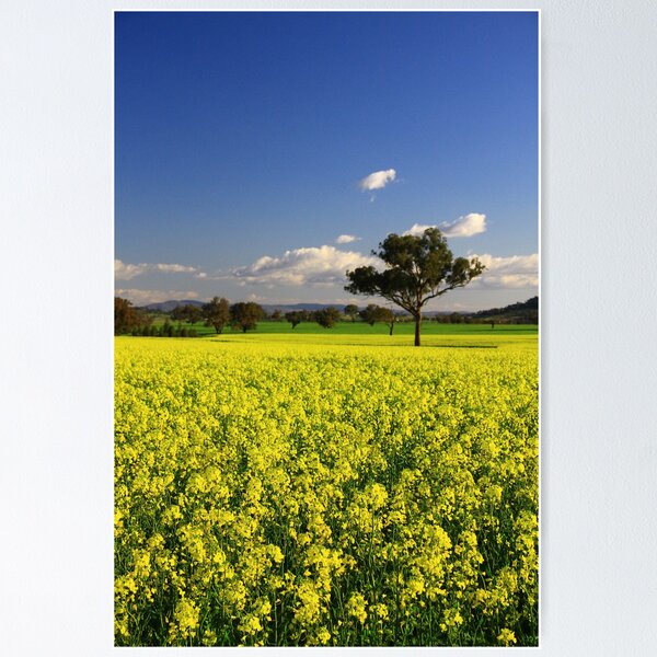 Item preview, Canola!!! designed and sold by Petehamilton.