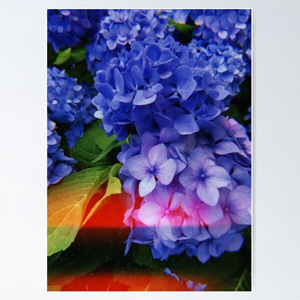 Item preview, Blue / Purple Hydrangea designed and sold by edengrae.