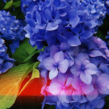 Artwork thumbnail, Blue / Purple Hydrangea by edengrae