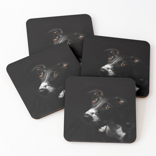 Maggie the greyhound in studio Coasters (Set of 4)