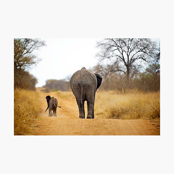 African Elephant (Loxodonta africana) mother and baby Photographic Print