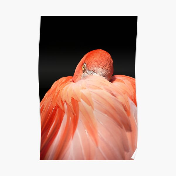 Flamingo Poster