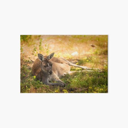 Just Resting Art Board Print