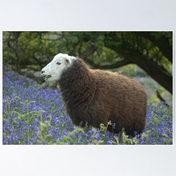 Item preview, The Herdwick designed and sold by Lou Wilson.