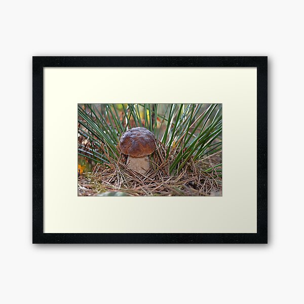 Bolete Framed Art Print