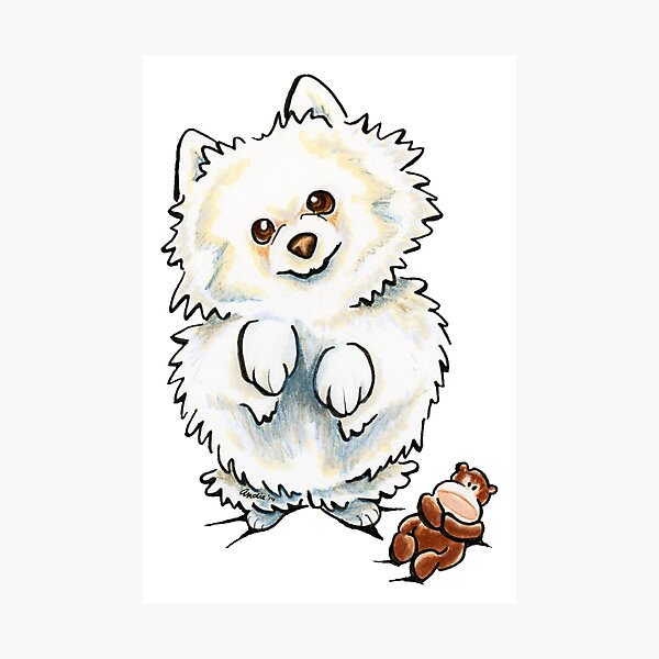 Pomeranian Boo Boo Photographic Print