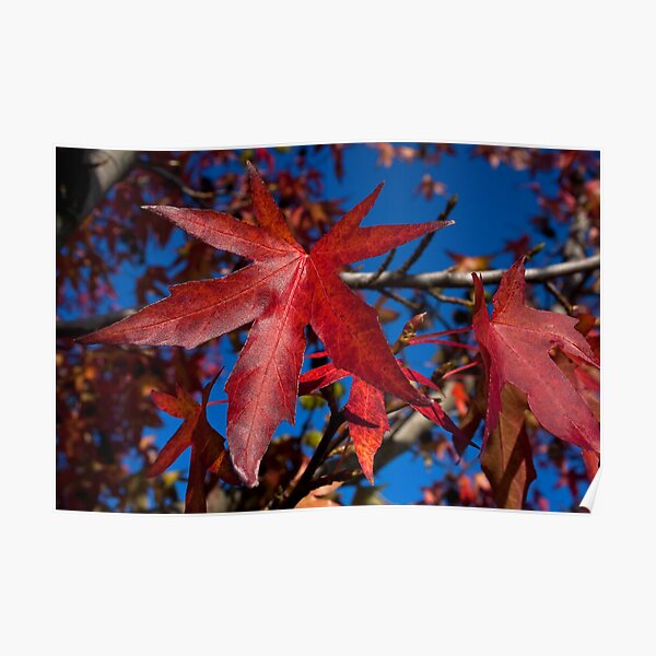 Autumn Blast Poster