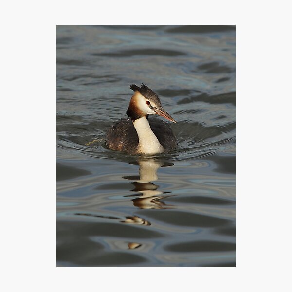 Great Crested Grebe Photographic Print