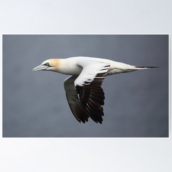 Item preview, Northern Gannet in flight designed and sold by Maria Gaellman.