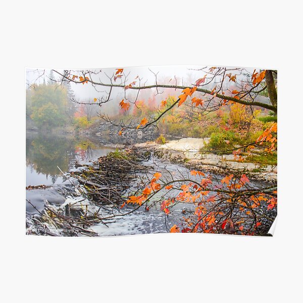 Misty Morning, Algonquin Park Poster