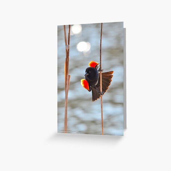 Red-winged Blackbird Greeting Card