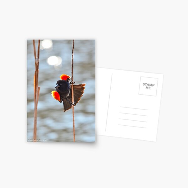 Red-winged Blackbird Postcard