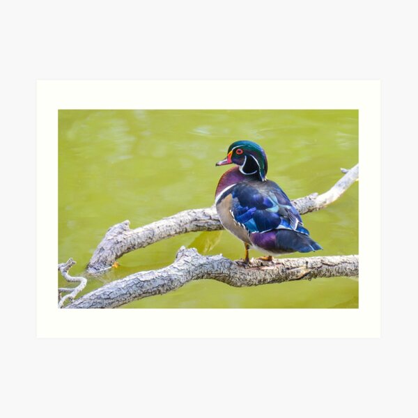 Wood Duck Art Print