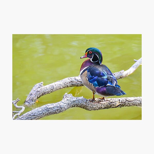 Wood Duck Photographic Print