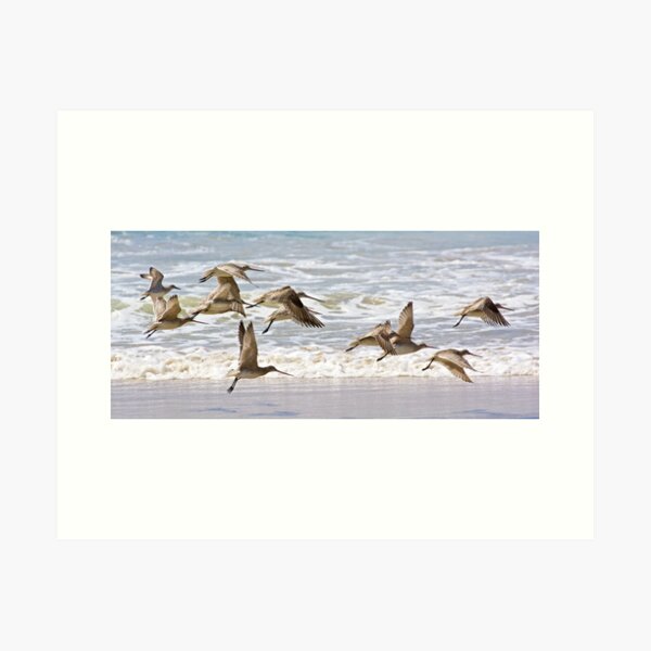 Item preview, SHOREBIRD ~ Bar-tailed Godwit X9zzPpLX by David Irwin designed and sold by tasmanianartist.