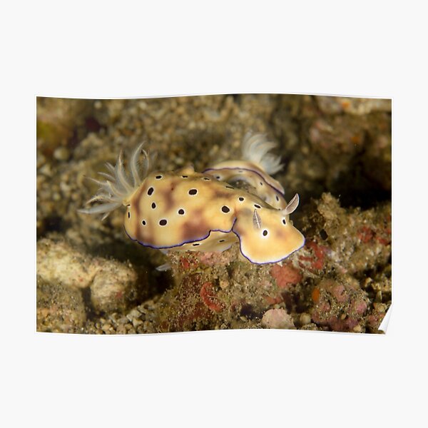 Nudibranchs - Hypselodoris tryoni Poster