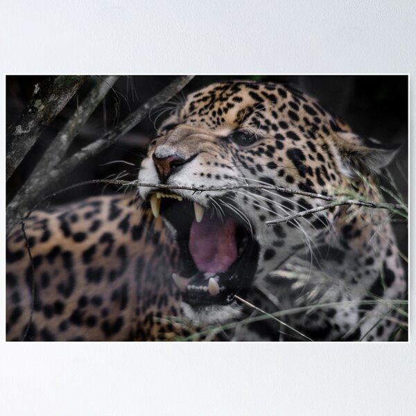 Item preview, Jag Snarl designed and sold by Kyra C. Kalageorgi.