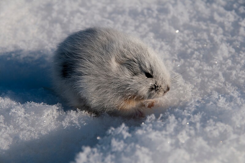 "An Arctic Lemming in the Spring" by atlasthetitan Redbubble