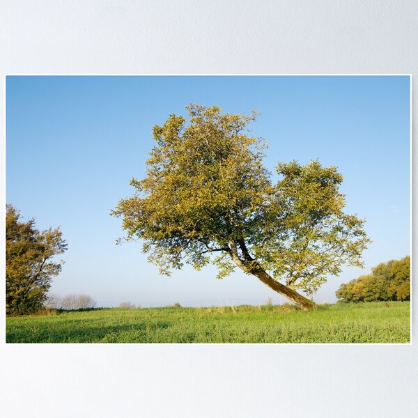 Item preview, Autumn tree designed and sold by Patrick Morand.
