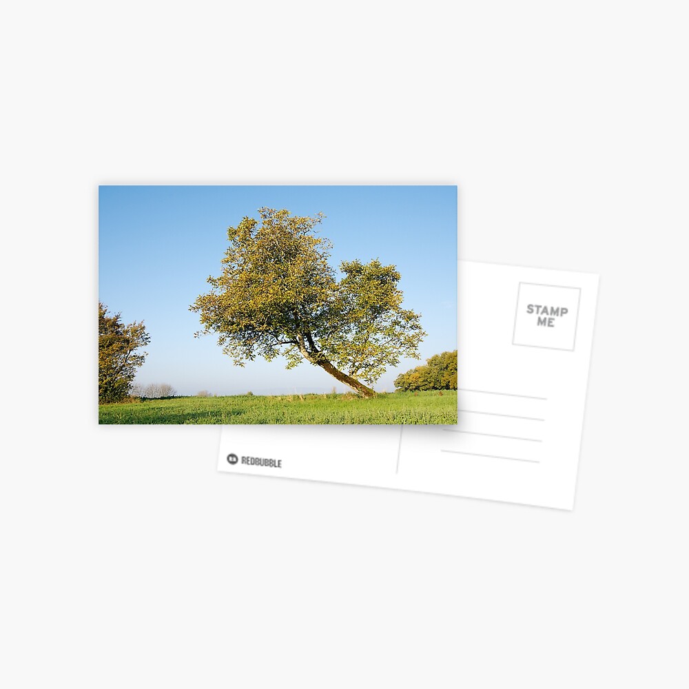 Item preview, Postcard designed and sold by patmo.