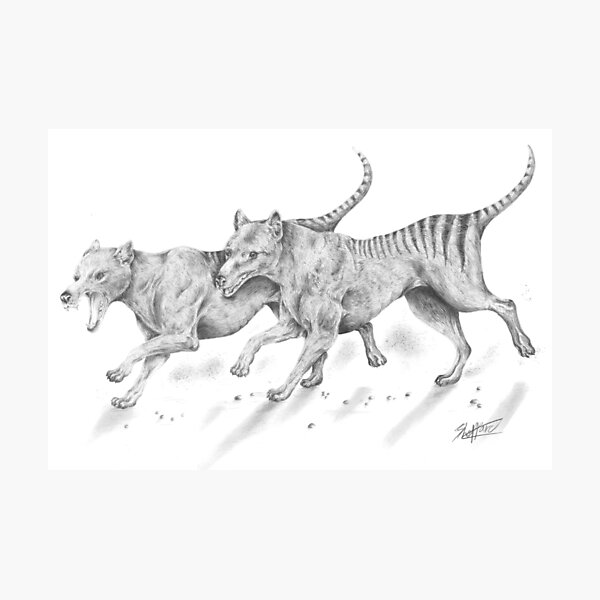 Thylacines | Tazmanian Tiger Photographic Print