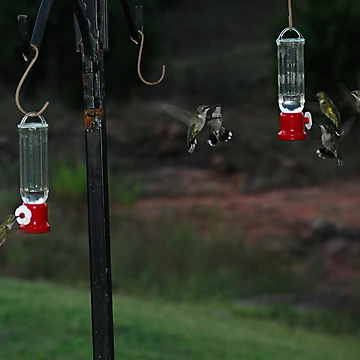 Imagen de la obra Secret Hummer Ritual de Dennis Jones - CameraView