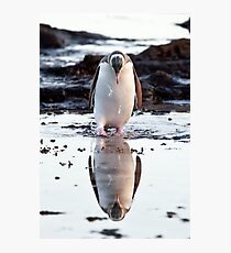 Downcast Penguin - New Zealand Photographic Print
