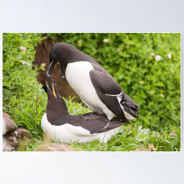 Item preview, Mr & Mrs Razorbill sharing a private moment designed and sold by ccullen222.