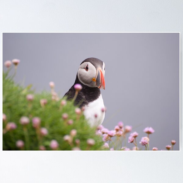 Item preview, Puffin designed and sold by ccullen222.