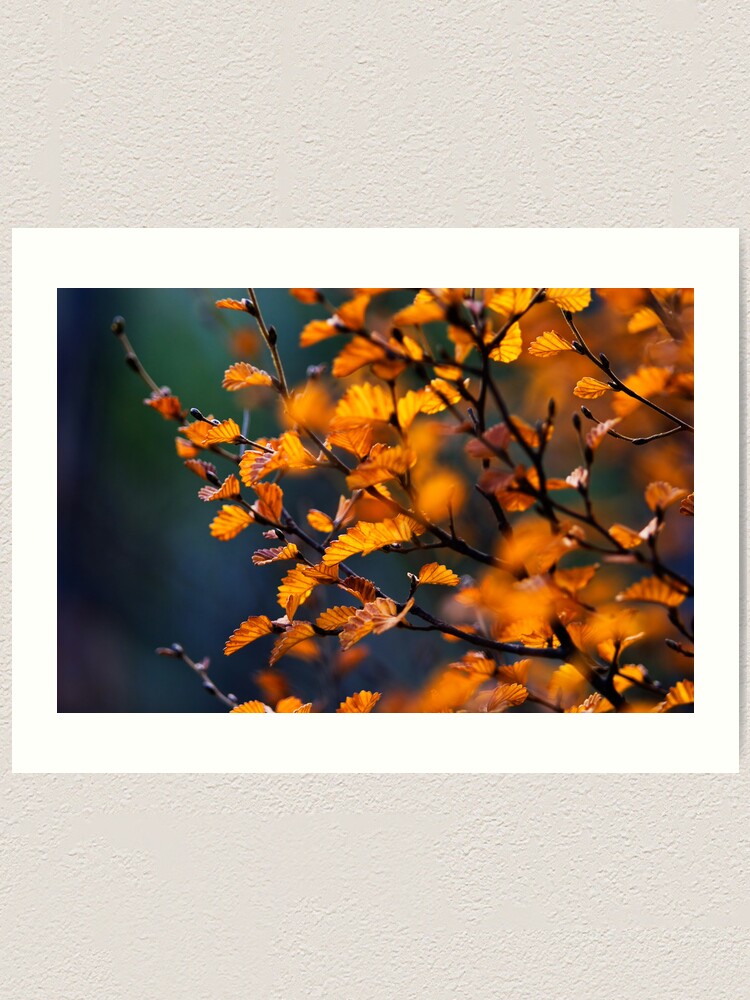 Alternate view of Fagus Detail #1 Art Print