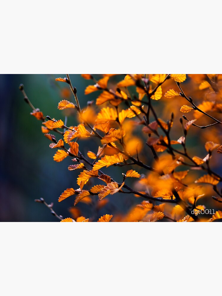 Fagus Detail #1 by dgt0011