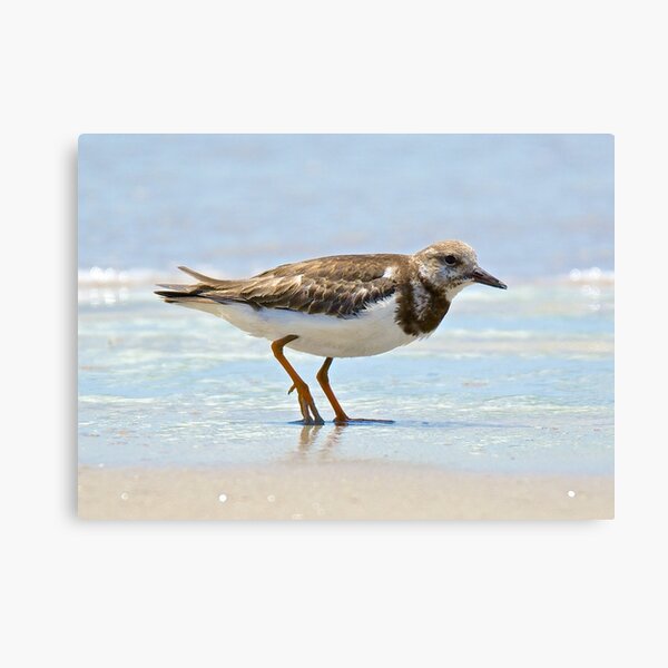 Item preview, SHOREBIRD ~ Ruddy Turnstone N2kuMVZt by David Irwin designed and sold by tasmanianartist.