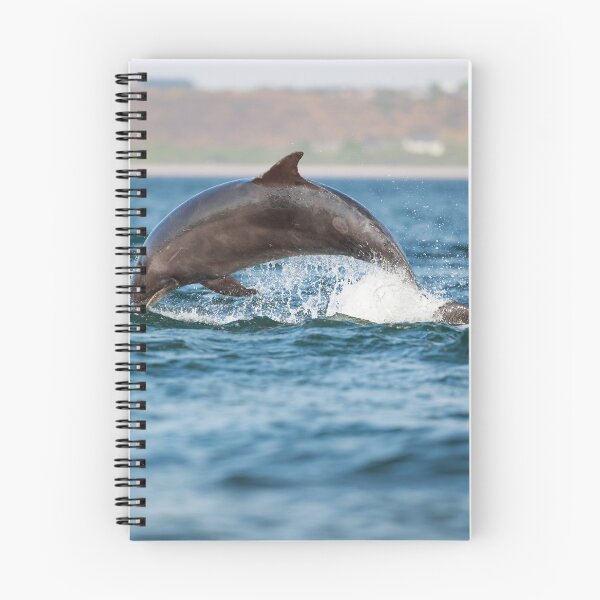 Item preview, Leaping wild bottlenose dolphin designed and sold by chanonry.