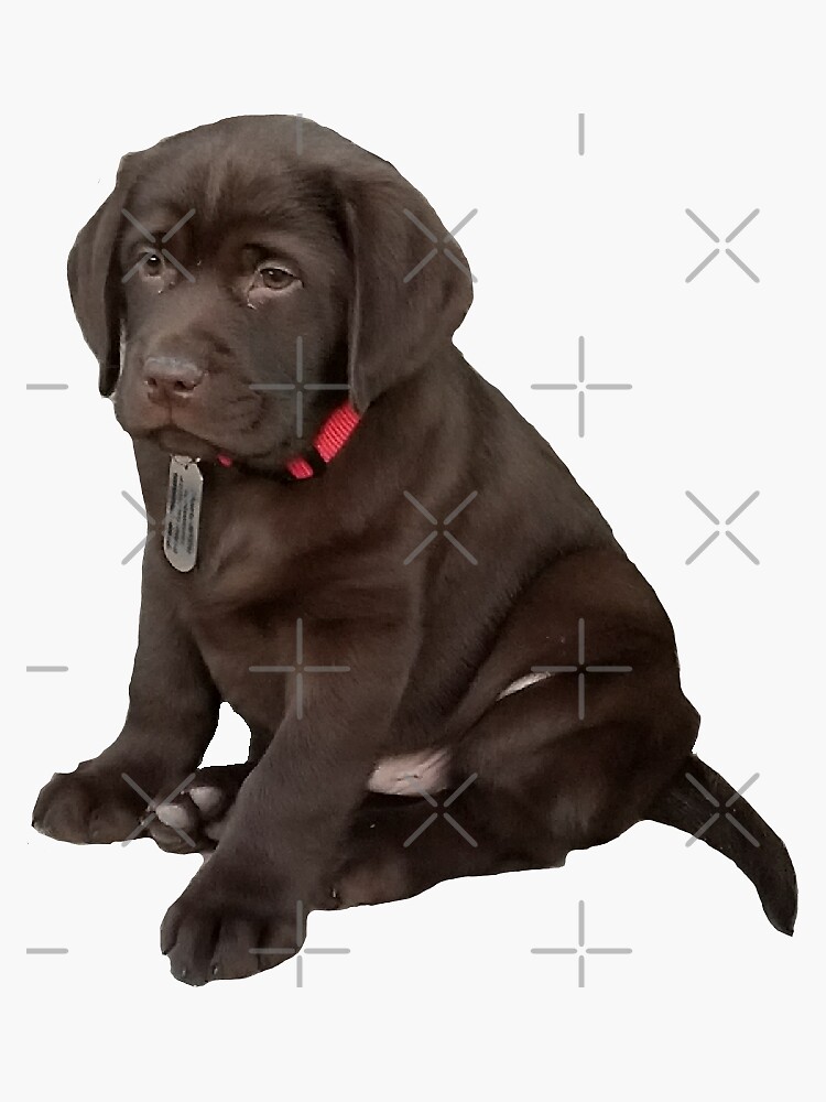 Cute Chocolate Labrador Puppy Watercolor Vinyl Sticker for 